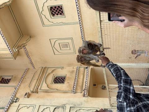 Tourist feeding two rhesus monkeys perched on a fence at a historic courtyard