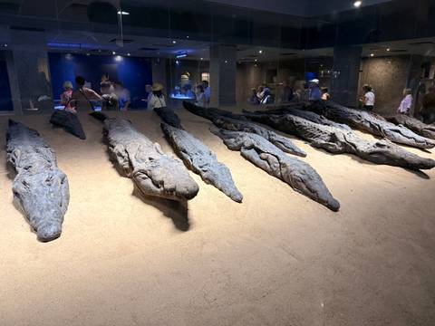 A row of mummified crocodiles displayed on sand inside a museum hall, with visitors observing.