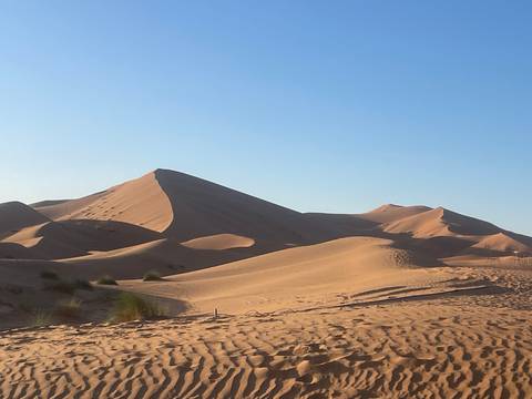Sweeping sand dunes under clear blue morning sky in the Sahara-like desert.