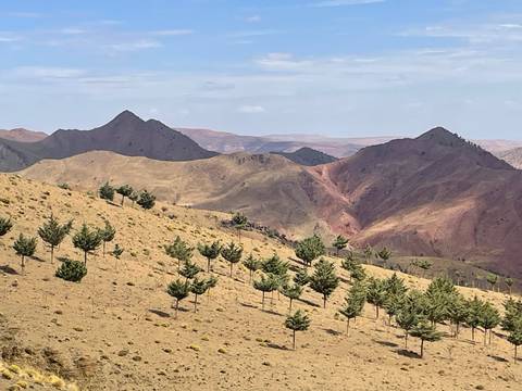 Arid mountain landscape with rows of small conifer trees scattered across sandy slopes.