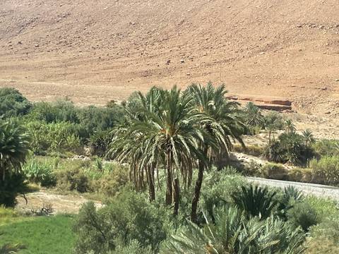 Close view of lush palm fronds against rocky desert hillside.