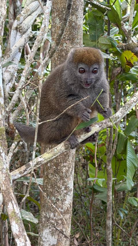 Close-up of a brown lemur perched on a branch holding green leaves.