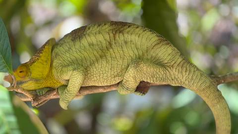 Green chameleon clings to a branch, its textured skin catching the soft light.