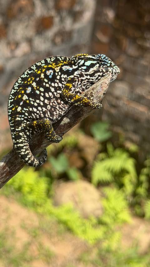 Colorful patterned chameleon grips a branch in lush greenery.