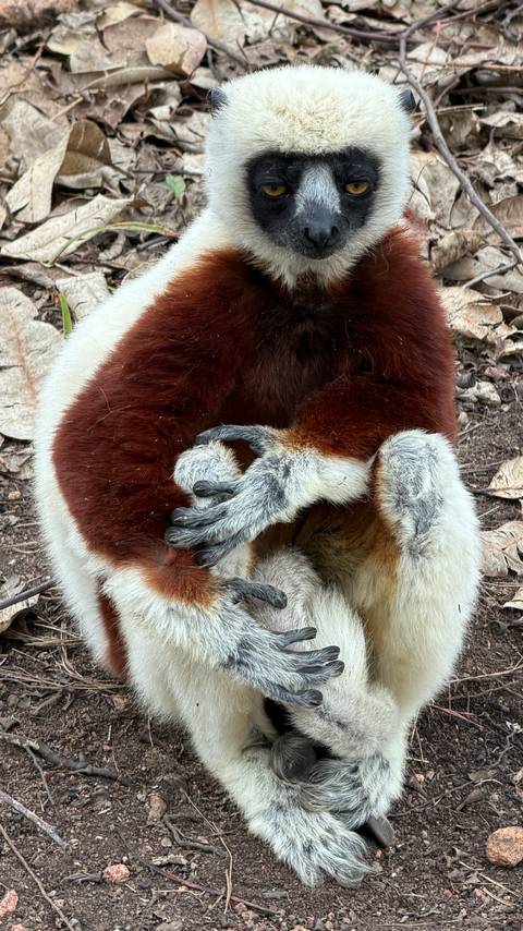 Mother sifaka lemur cuddles a tiny infant close to her chest.