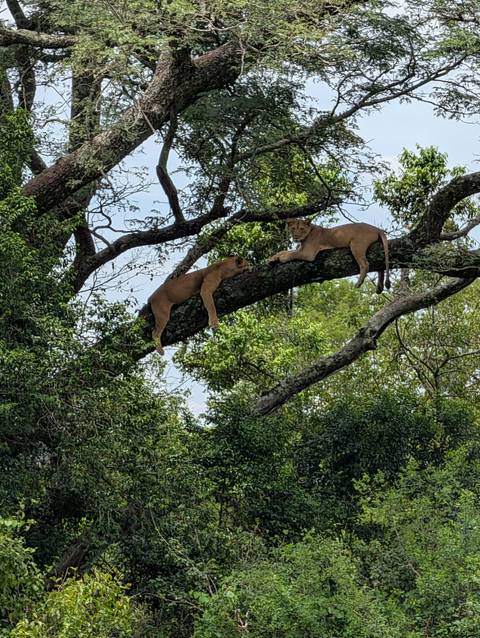 Experience Uganda Gorillas, Chimps, Golden monkeys & Big 5 (Exclusively Private) customer review photo