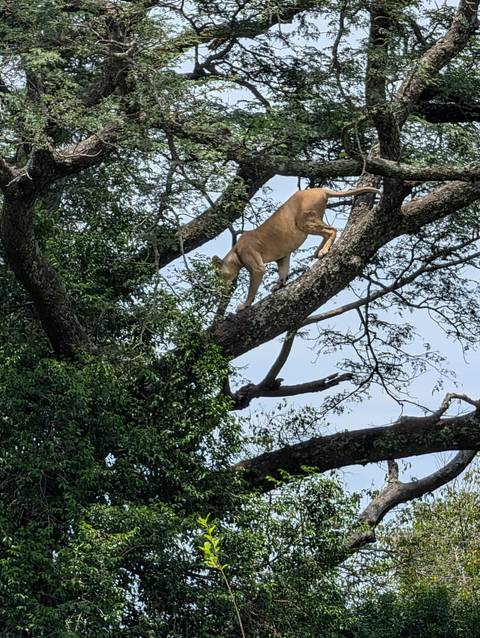 Experience Uganda Gorillas, Chimps, Golden monkeys & Big 5 (Exclusively Private) customer review photo
