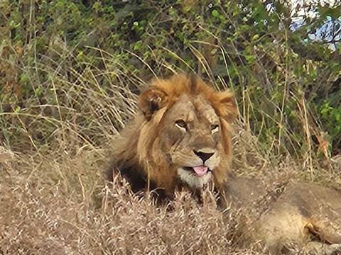 Close-up of a male lion resting in dry grass with tongue slightly out.