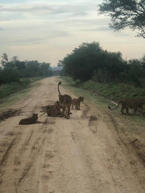 Pride of lions sprawled across a dirt road on safari under hazy skies.