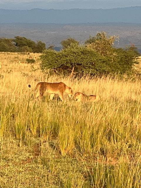 Two lions stand and crouch amid tall golden grass in late afternoon light.