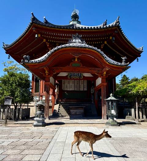 Traditional wooden temple gate with curved tiled roof and stone lanterns