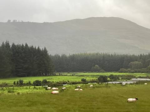 Green pasture with grazing sheep bordered by dense evergreen forest beneath misty hills.