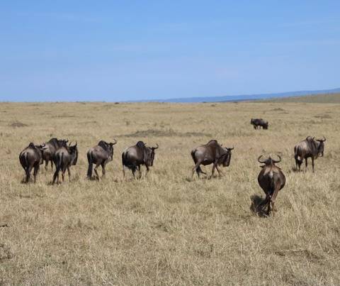 4 Tage preisgünstige Safari in die Masai Mara und zum Nakuru - See Foto von Kundenbewertung