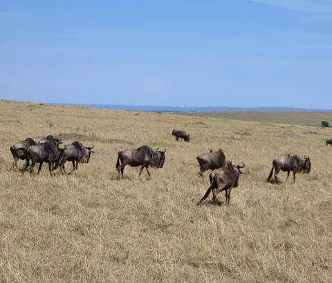 4 Tage preisgünstige Safari in die Masai Mara und zum Nakuru - See Foto von Kundenbewertung