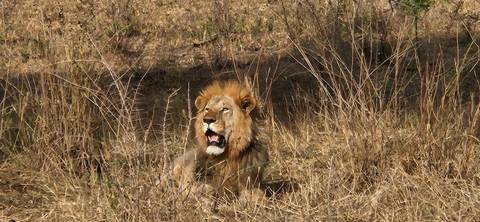 Male lion sitting in dry grass roaring or yawning during daylight on African savanna.