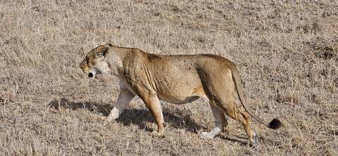 A lioness walking through dry savannah grassland in bright daylight