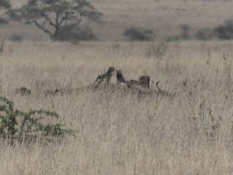 Distant lions feeding on a carcass obscured by tall grass in a savannah setting