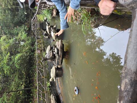 Small pond with turtles perched on stone platforms and colorful fish below while visitors point from the edge.