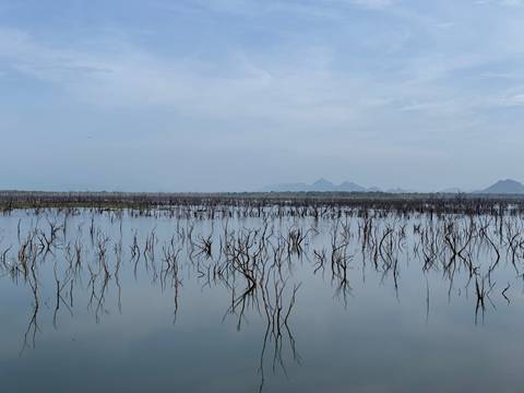A tranquil wetland scene with hundreds of dead tree trunks reflected in calm water under a hazy sky.
