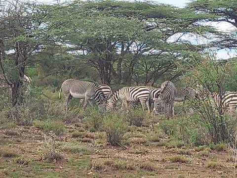 Group of zebras grazes among sparse bushes and acacia trees in semi-arid terrain.