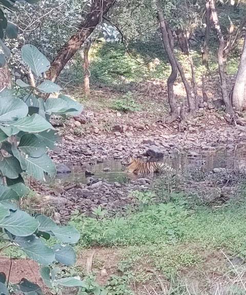 Bengal tiger cools off in a shallow forest stream among a rocky riverbed.
