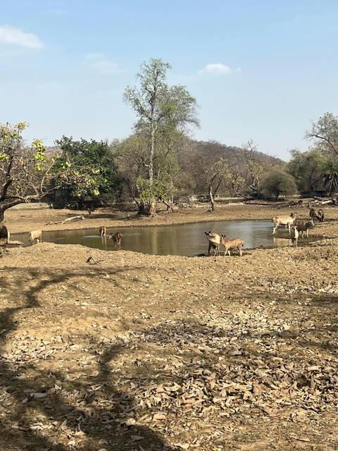 Deer and langur monkeys drinking at a small watering hole in dry forest