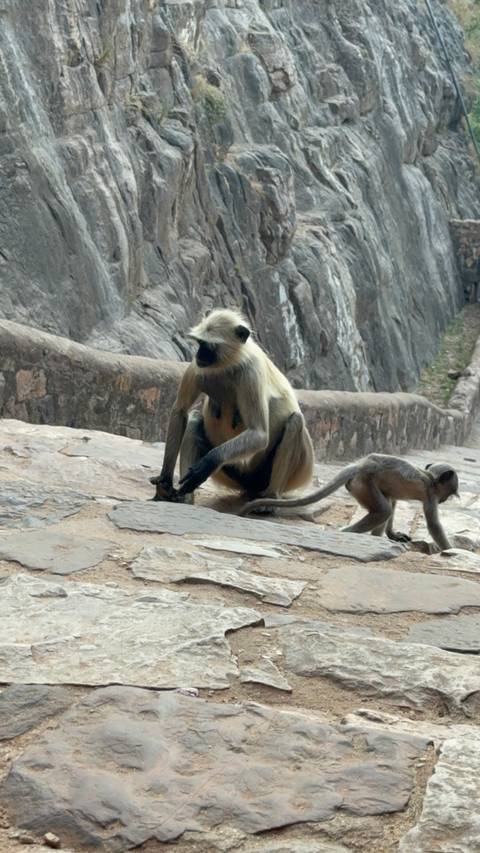 Adult and juvenile langur monkeys sitting on rocky steps along a cliffside path.