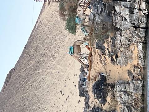 Camel resting near rocky riverbank and desert hill along the Nile Valley.