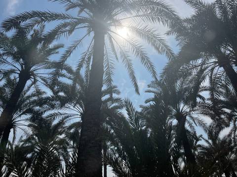 Silhouetted palm fronds reach toward the bright sun shining through a lush canopy of date palms.