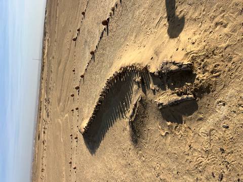 A long fossilised vertebral column snakes across a sandy desert floor dotted with small marker stones.