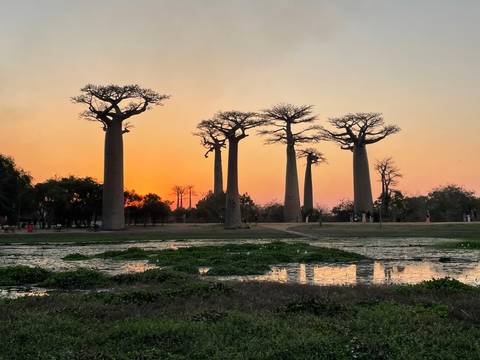 Silhouettes of towering baobab trees against a vivid orange sunset reflected in a wetland.