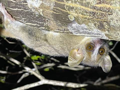 Close-up night shot of a lemur clinging to a tree trunk with wide reflective eyes.