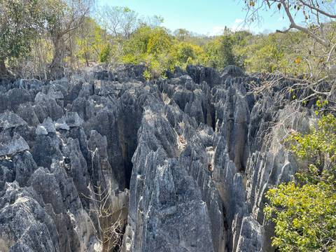 Jagged grey limestone pinnacles of the Tsingy de Bemaraha rising densely from dry forest terrain.