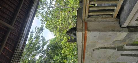 Two macaques groom each other on a stone ledge in a lush forest sanctuary.