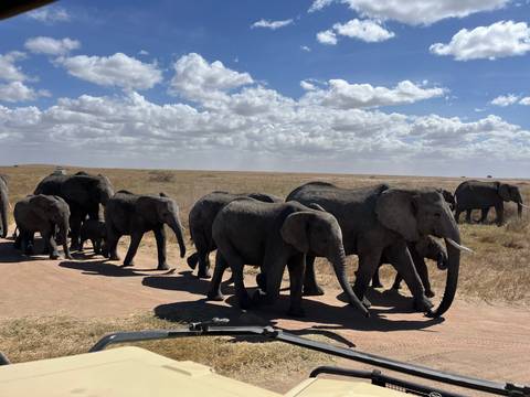 Large herd of elephants, including calves, crosses a dusty track on open savannah beneath a cloud-filled sky.
