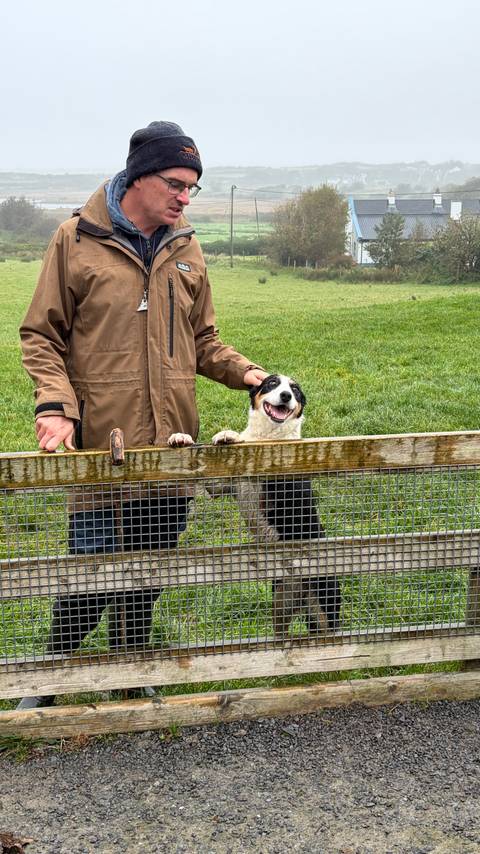 Friendly black-and-white sheepdog stands on hind legs at a wooden pen while a handler pets its head.