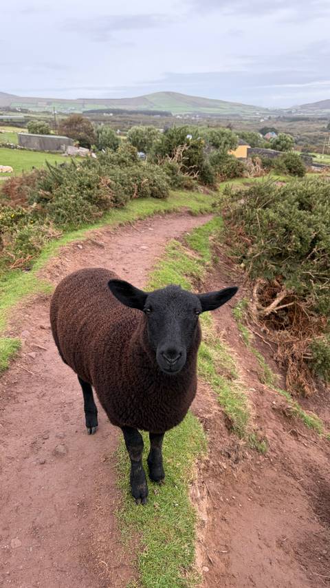 Close-up of a dark brown sheep standing on a dirt hiking path flanked by gorse bushes.