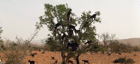 Goats climbing and grazing in and around an argan tree in a rocky desert plain.