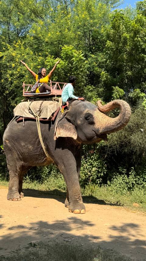 Mahout rides an Asian elephant with a cushion seat in a forested area.