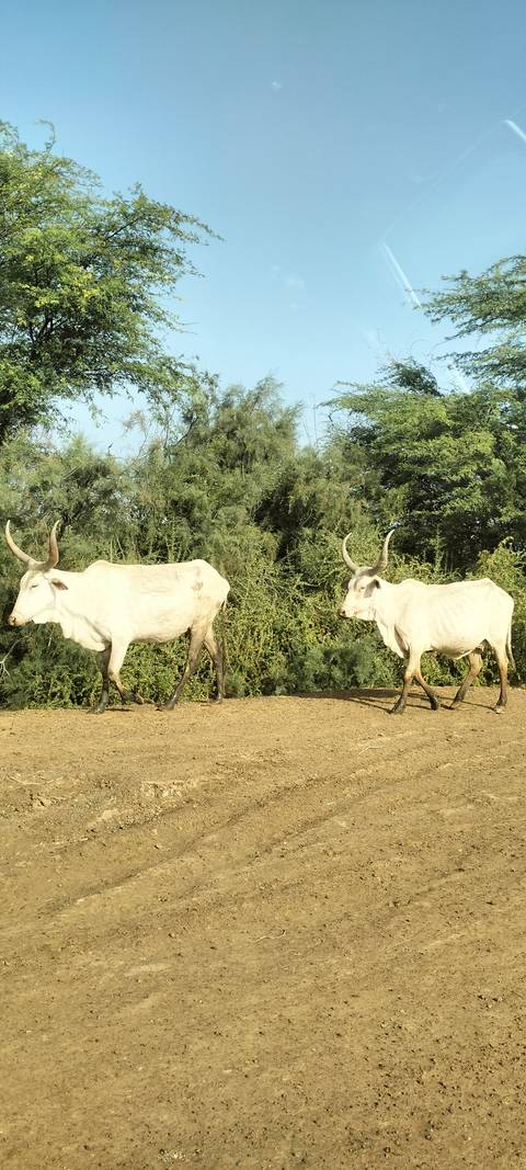 Two white cattle with large curved horns walk past dense green bushes