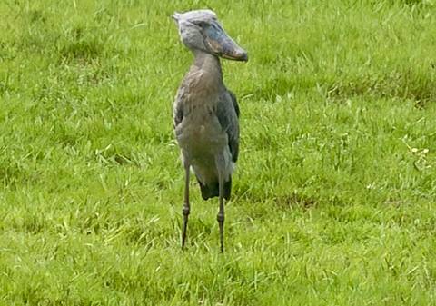 A solitary shoebill stork stands on lush green grass in a wetland area.