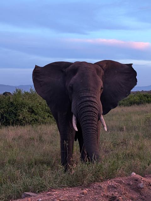 Close-up frontal portrait of an African elephant standing in tall grass with ears spread wide at dusk.