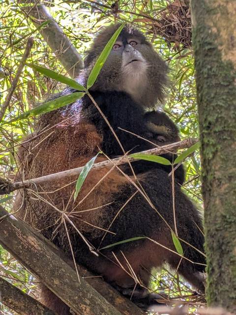 Mountain gorilla partially hidden among bamboo stalks and branches in dense forest.