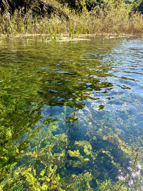 Close-up of clear water surface with green aquatic plants visible beneath ripples.