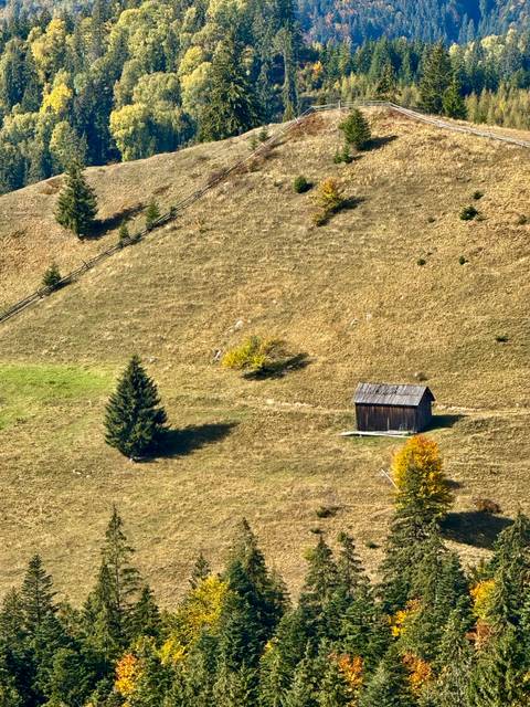 Isolated wooden shed and lone fir tree on dry grassy hillside.