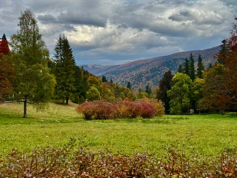 Autumn colored meadow bordered by forest and distant mountains under a cloudy sky