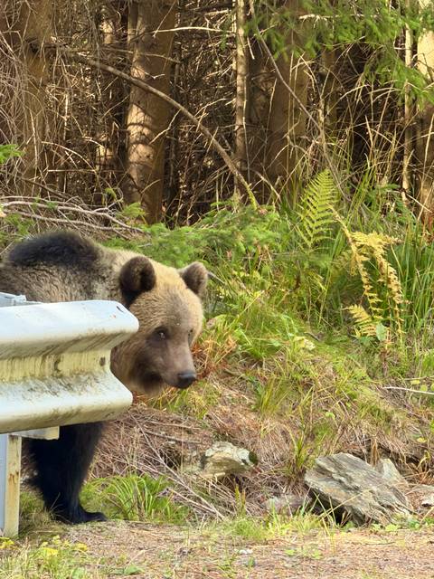 Wild brown bear peering from behind a metal roadside barrier surrounded by forest vegetation