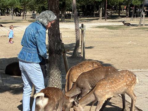 Visitor feeds a small herd of friendly deer in a sandy park while a child watches from a distance.