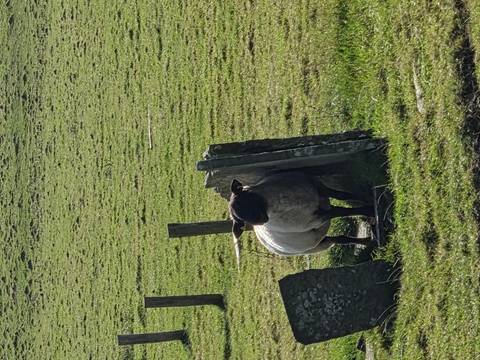 Solo sheep stands between weathered stone posts in a grassy Irish field.
