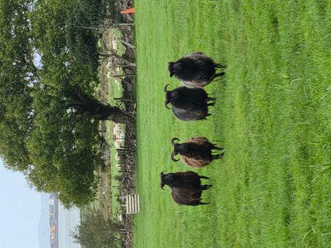 Four black heritage sheep stand alert on lush green pasture.